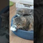 Thumbnail of related posts 081