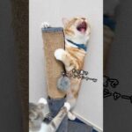 Thumbnail of related posts 009