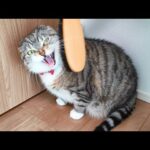 Thumbnail of related posts 054