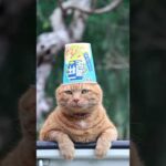 Thumbnail of related posts 151
