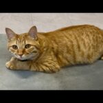 Thumbnail of related posts 011