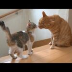 Thumbnail of related posts 144