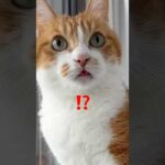 Thumbnail of related posts 165