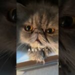 Thumbnail of related posts 195