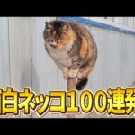 Thumbnail of related posts 147