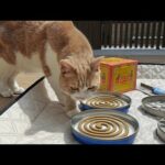 Thumbnail of related posts 123