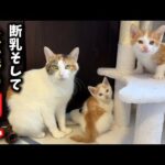 Thumbnail of related posts 167