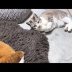 Thumbnail of related posts 018