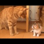 Thumbnail of related posts 154
