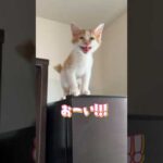 Thumbnail of related posts 163